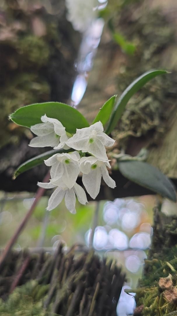 Hymenorchis Javanica by AnitaOrchids