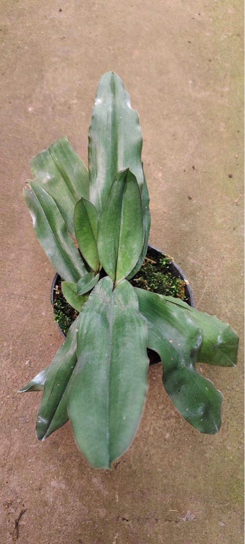 paphiopedilum moquetianum by Zamzam