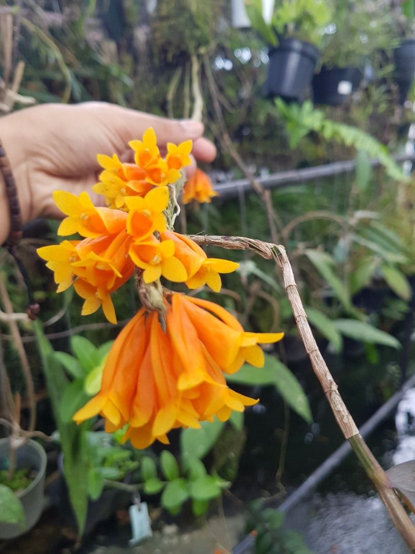 Rare Dendrobium Lawesii Exotic Orchid Plant by Andika