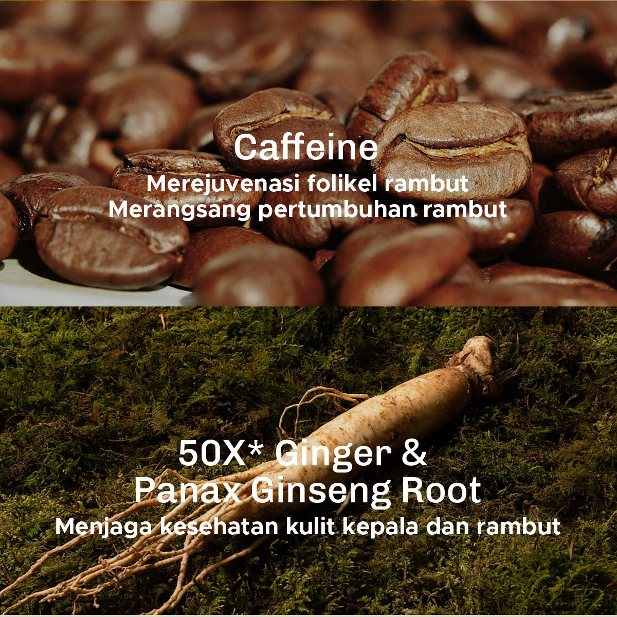 [3IN1 BUNDLE] Lavojoy Hold Me Tight Pro Shampoo + Conditioner + Scalp Essence Spring Wonder | Perawatan Intensif untuk Rambut Rontok | Perawatan Rambut Rontok | Ginseng Ginger Caffeine | Hair Care Growth | Citric Acid