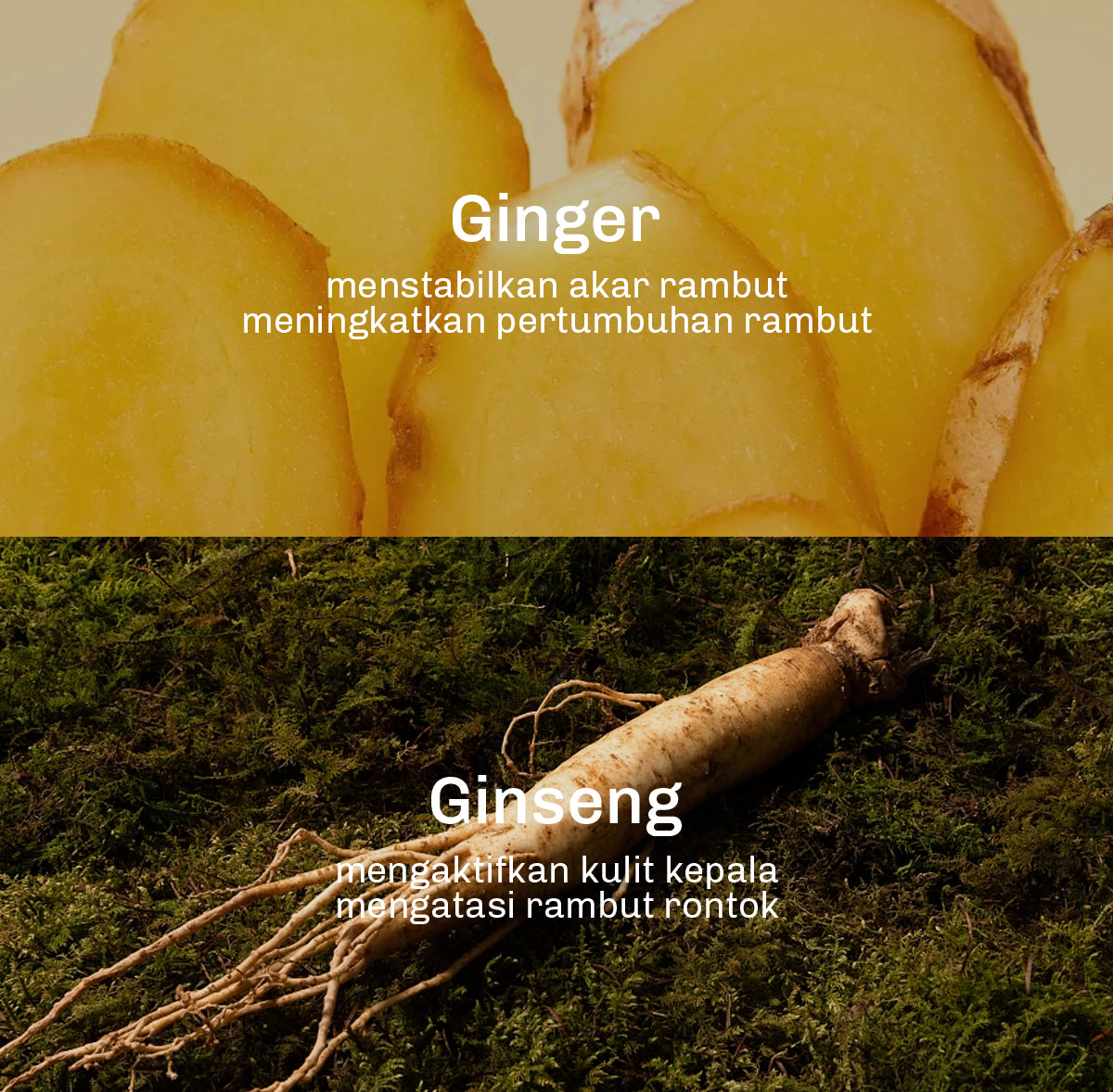 Lavojoy Hold Me Tight Pro Conditioner Spring Wonder | Hair Conditioner | Kondisioner Rambut | Perawatan Rambut Rontok | Mempercepat Pertumbuhan Rambut | Memperkuat Akar | Menutrisi Rambut | Conditioner Ginseng